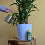 Pokon Palm Plantenvoeding sfeer